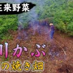【取材レポート】鶴岡在来野菜「田川かぶ」伝統の焼き畑