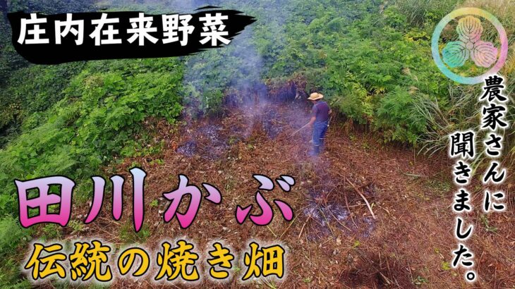 【取材レポート】鶴岡在来野菜「田川かぶ」伝統の焼き畑