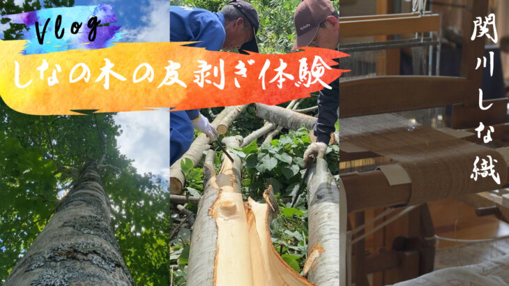 【関川しな織】しなの木の皮剥ぎ体験レポート！